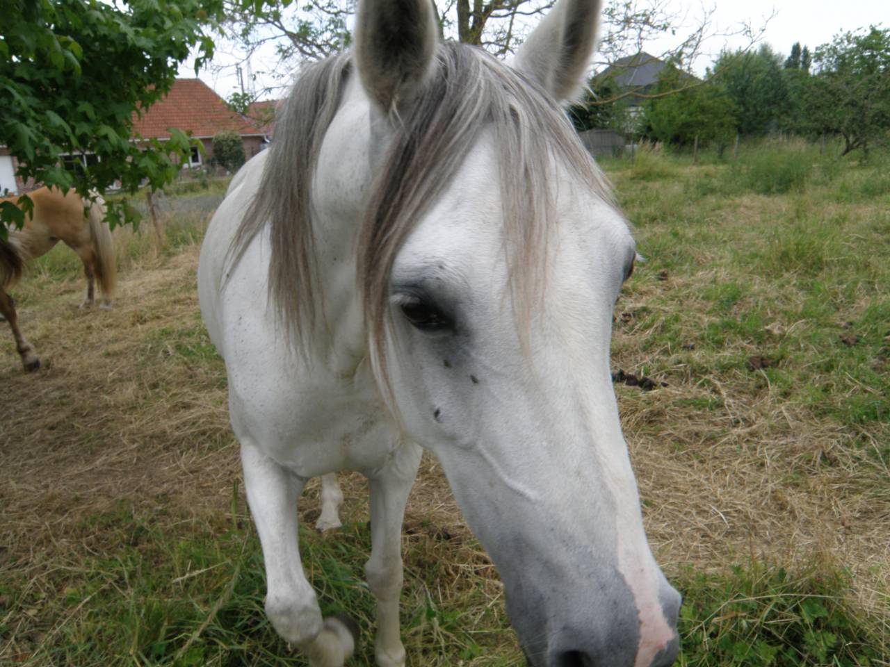 Mare Arabian For sale 2014 Chesnut
