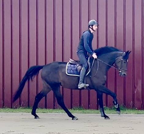 Mare BWP Belgian Warmblood For sale 2018 Dark Bay