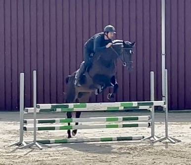Mare BWP Belgian Warmblood For sale 2018 Dark Bay