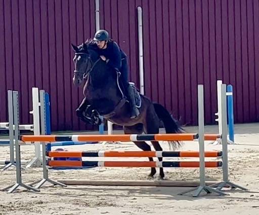 Mare BWP Belgian Warmblood For sale 2018 Dark Bay