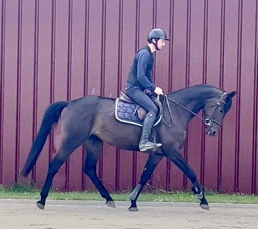 Mare BWP Belgian Warmblood For sale 2018 Dark Bay