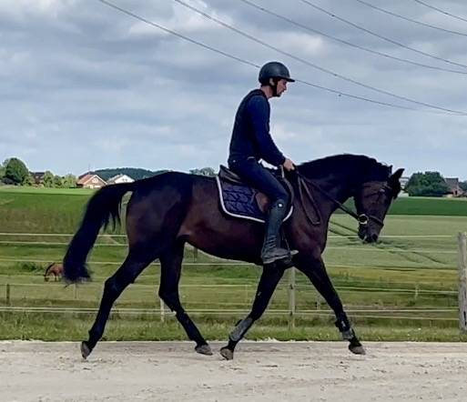 Mare BWP Belgian Warmblood For sale 2018 Dark Bay