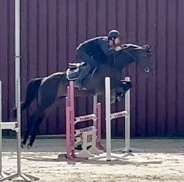Mare BWP Belgian Warmblood For sale 2018 Dark Bay