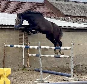 Gelding sBs Belgian Warmblood For sale 2023 Grey