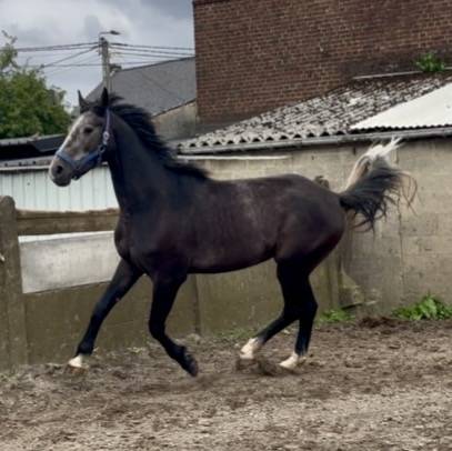 Gelding sBs Belgian Warmblood For sale 2023 Grey