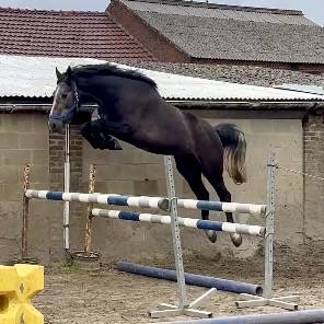 Gelding sBs Belgian Warmblood For sale 2023 Grey