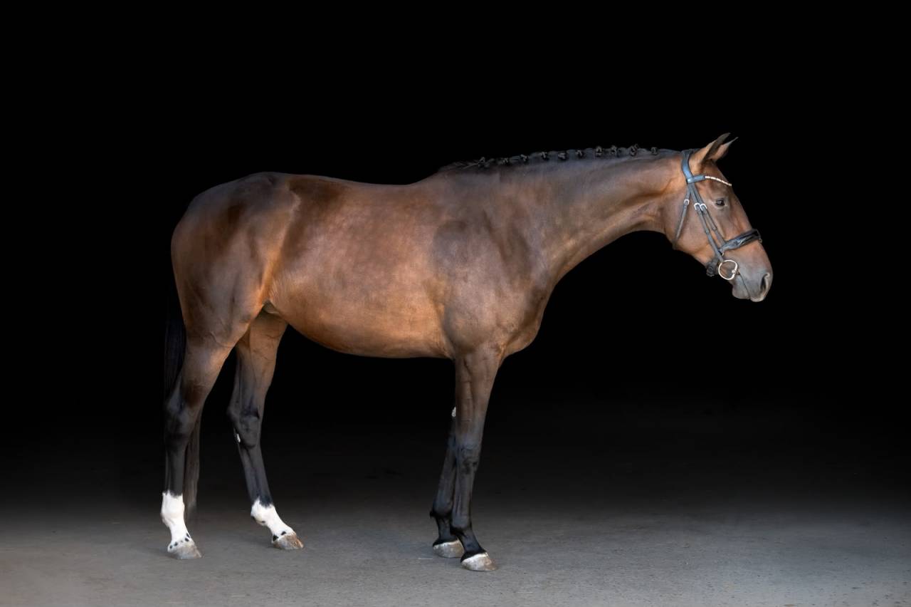 Mare KWPN Dutch Warmblood For sale 2022 Dark Bay