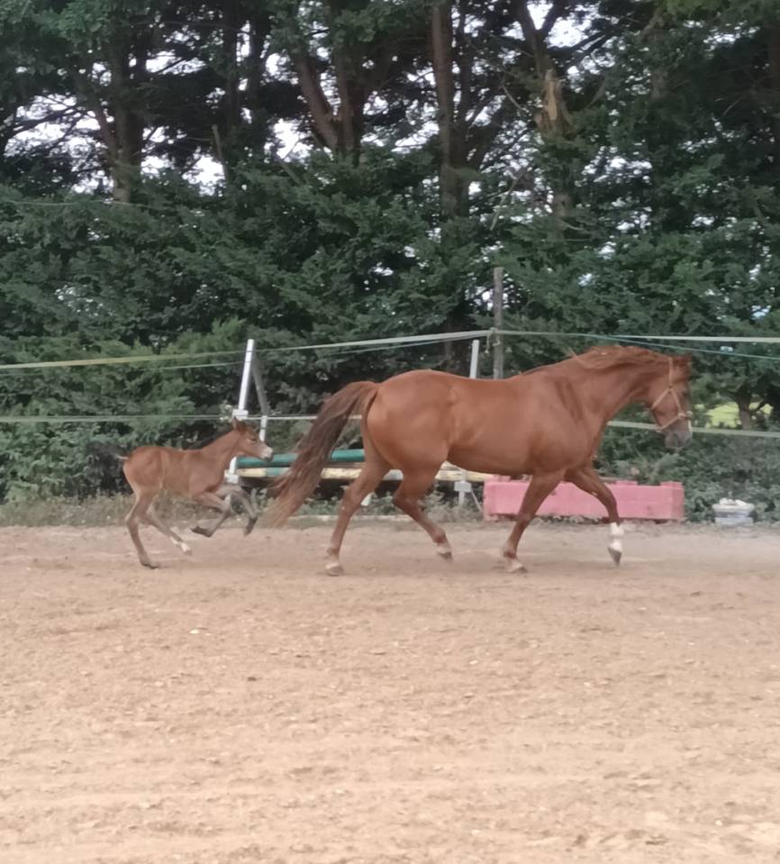 Mare French Saddle Pony For sale 2017 Chesnut
