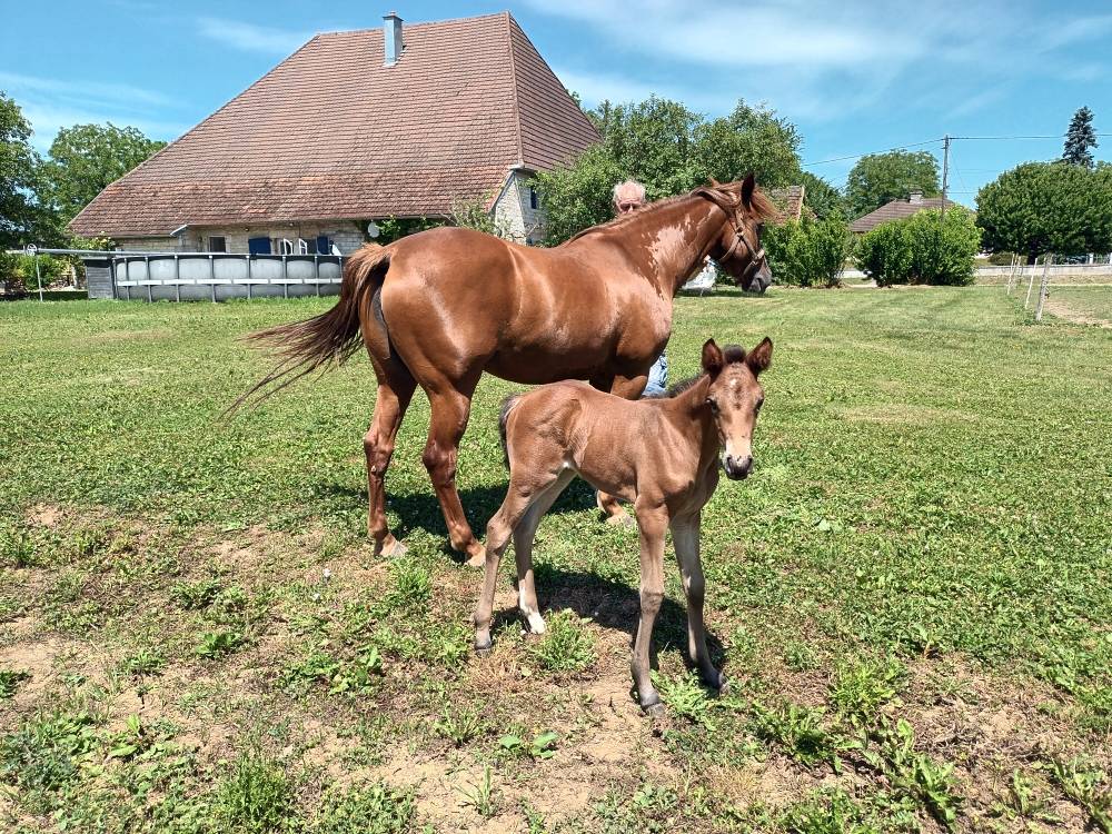 Mare French Saddle Pony For sale 2017 Chesnut
