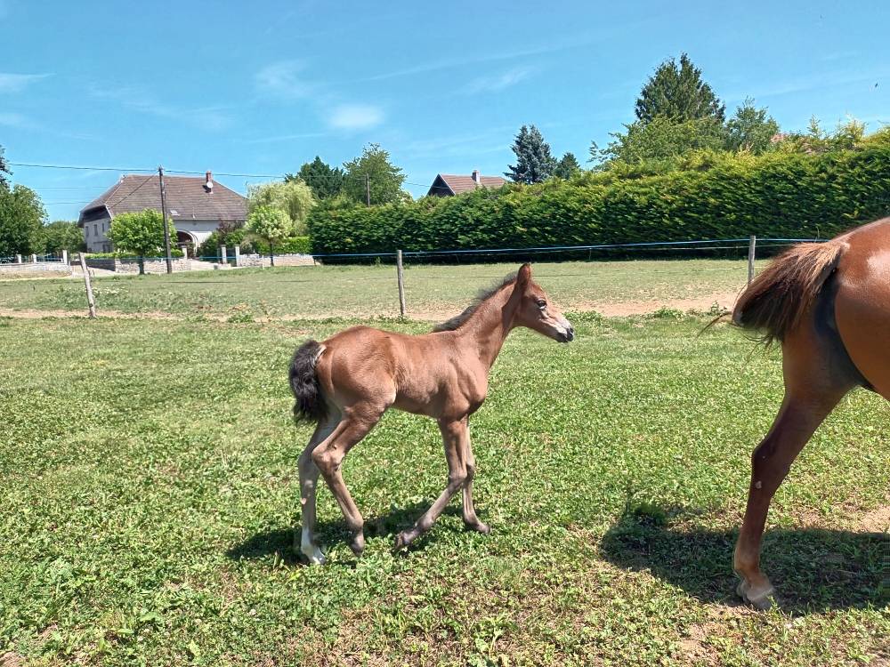 Mare French Saddle Pony For sale 2017 Chesnut