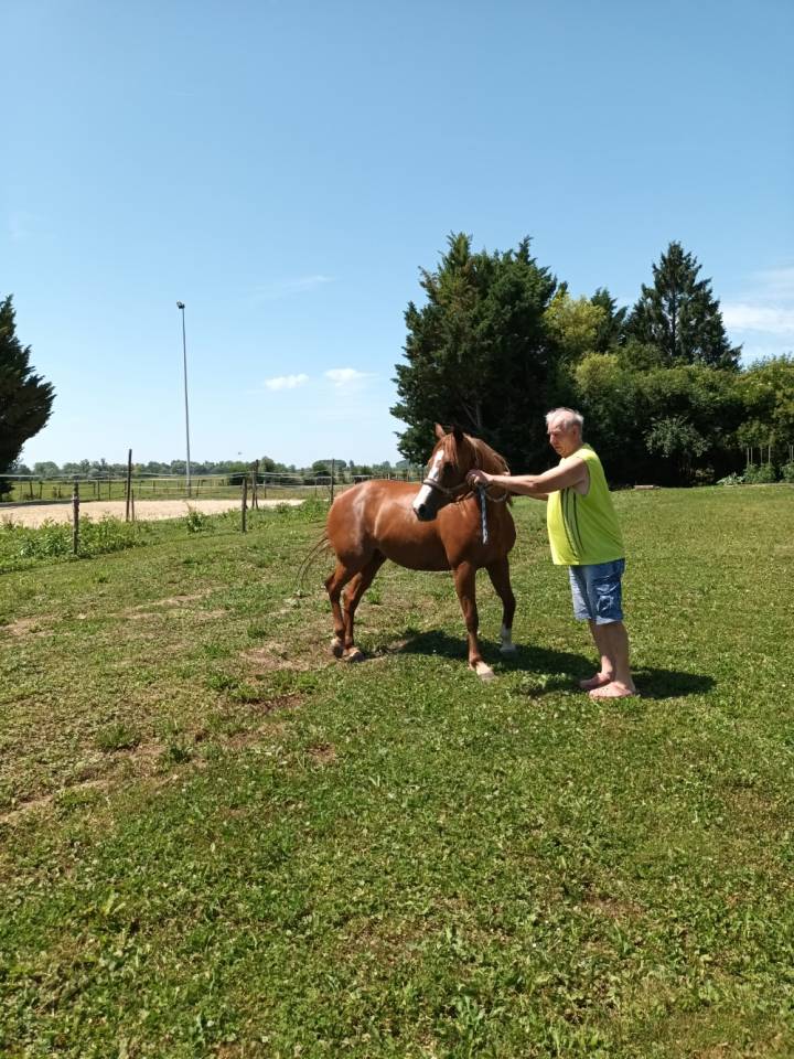 Mare French Saddle Pony For sale 2017 Chesnut