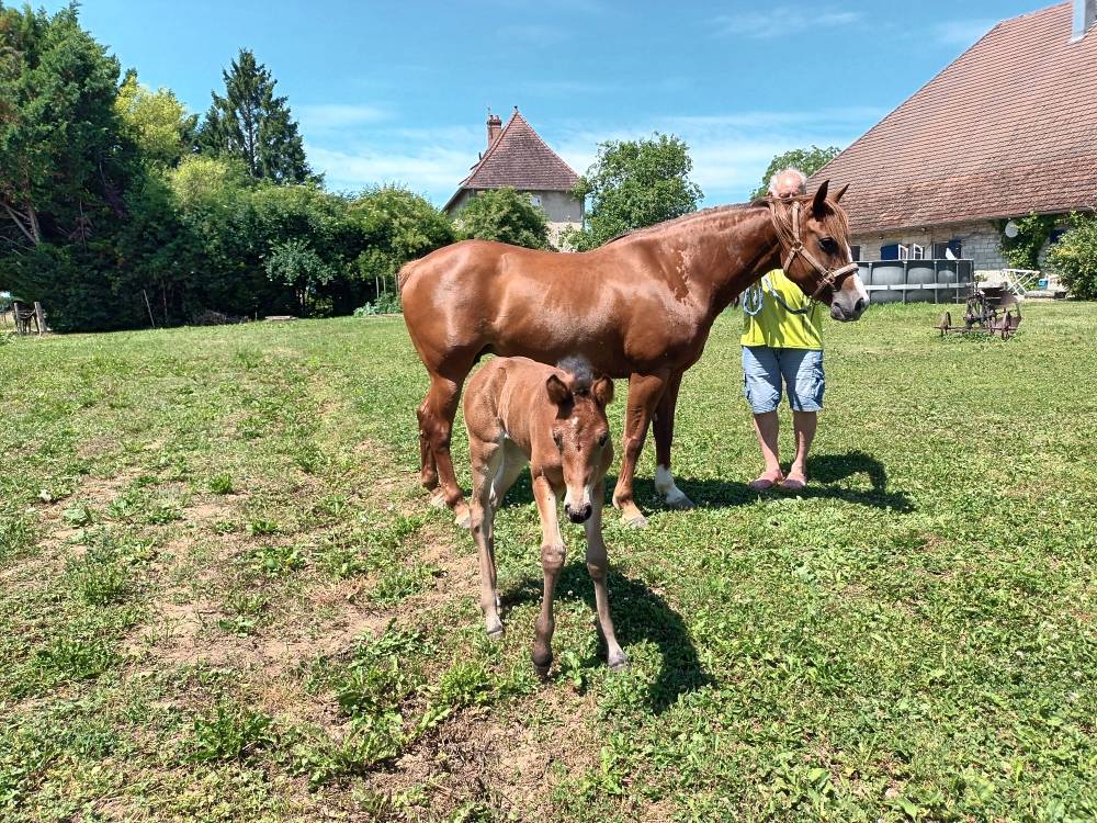 Mare French Saddle Pony For sale 2017 Chesnut