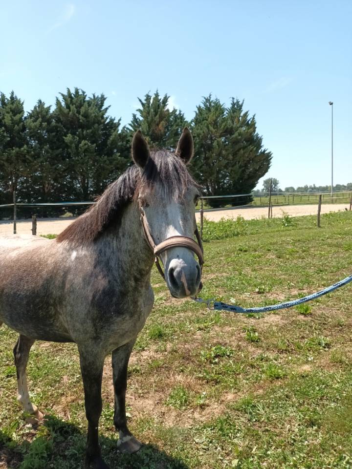 Mare Welsh Part Bred For sale 2022 Grey
