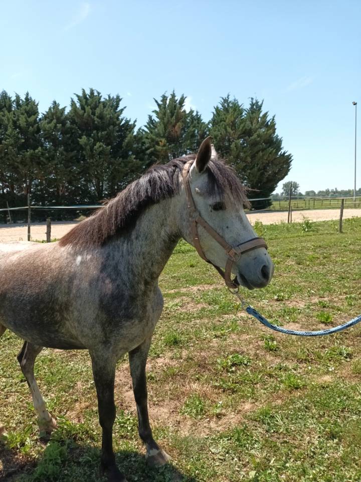 Mare Welsh Part Bred For sale 2022 Grey