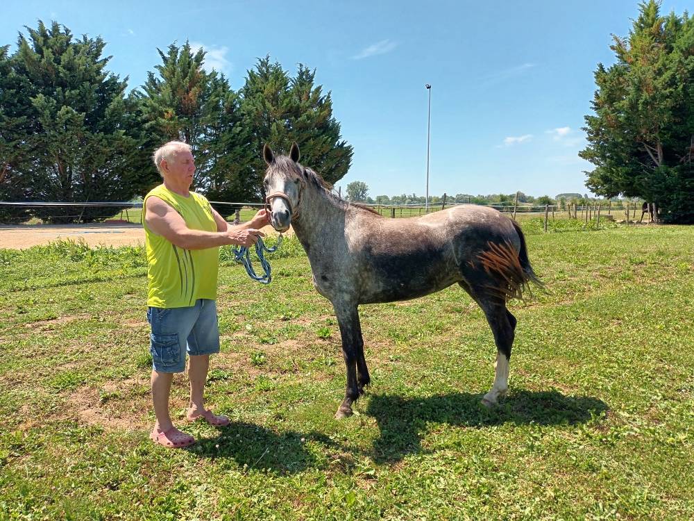 Mare Welsh Part Bred For sale 2022 Grey