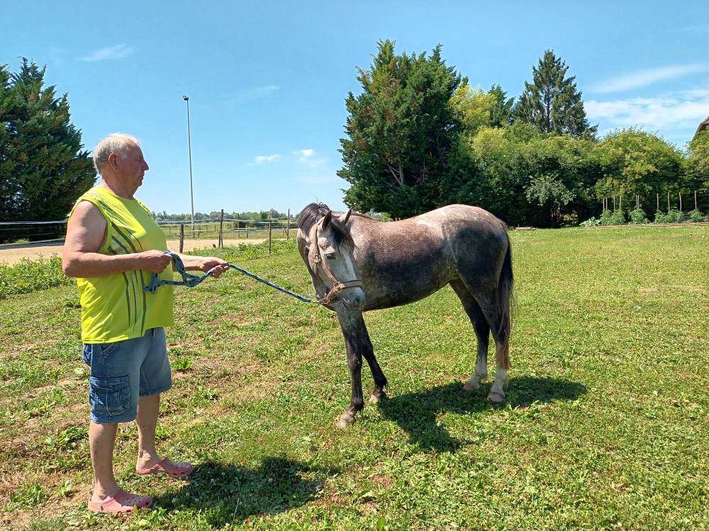 Mare Welsh Part Bred For sale 2022 Grey