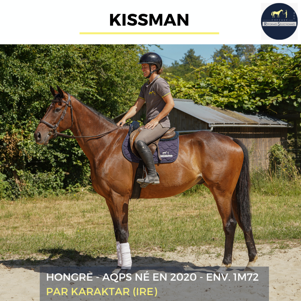 Gelding AQPS For sale 2020 Bay