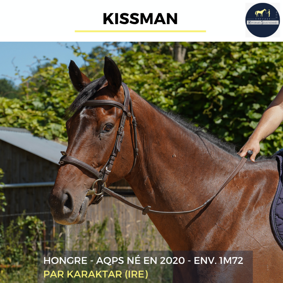 Gelding AQPS For sale 2020 Bay