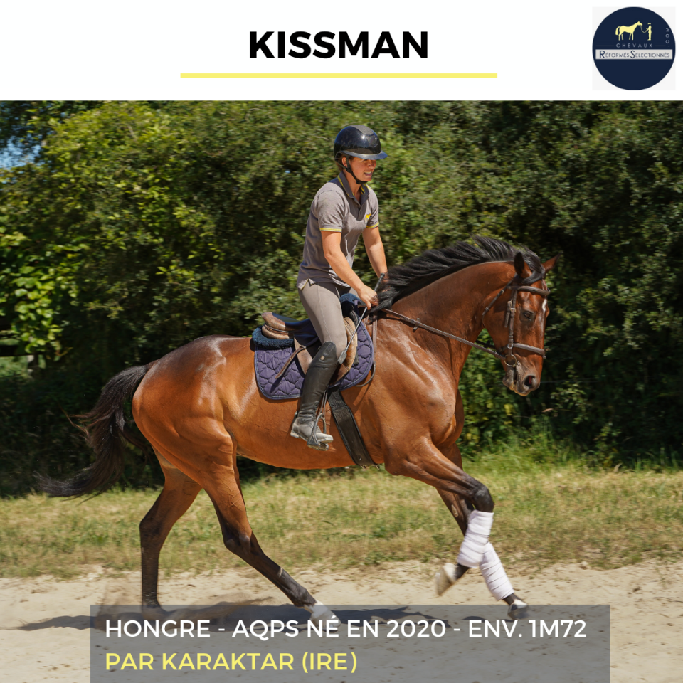 Gelding AQPS For sale 2020 Bay