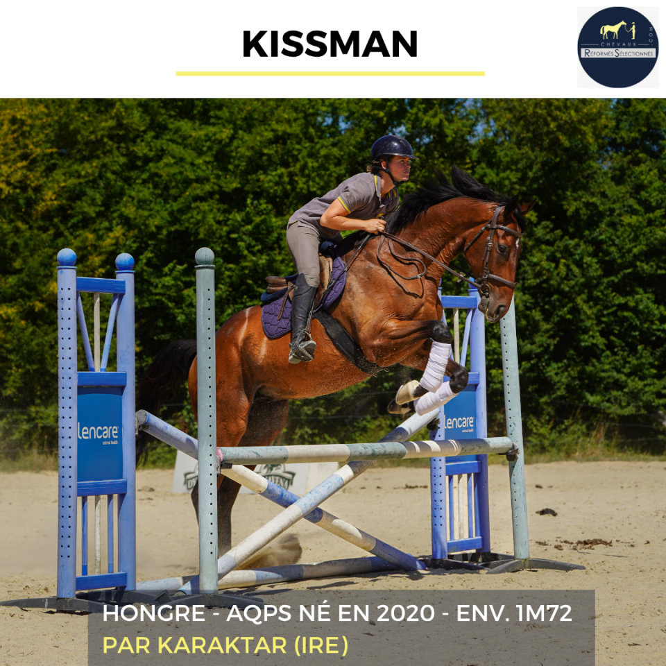 Gelding AQPS For sale 2020 Bay