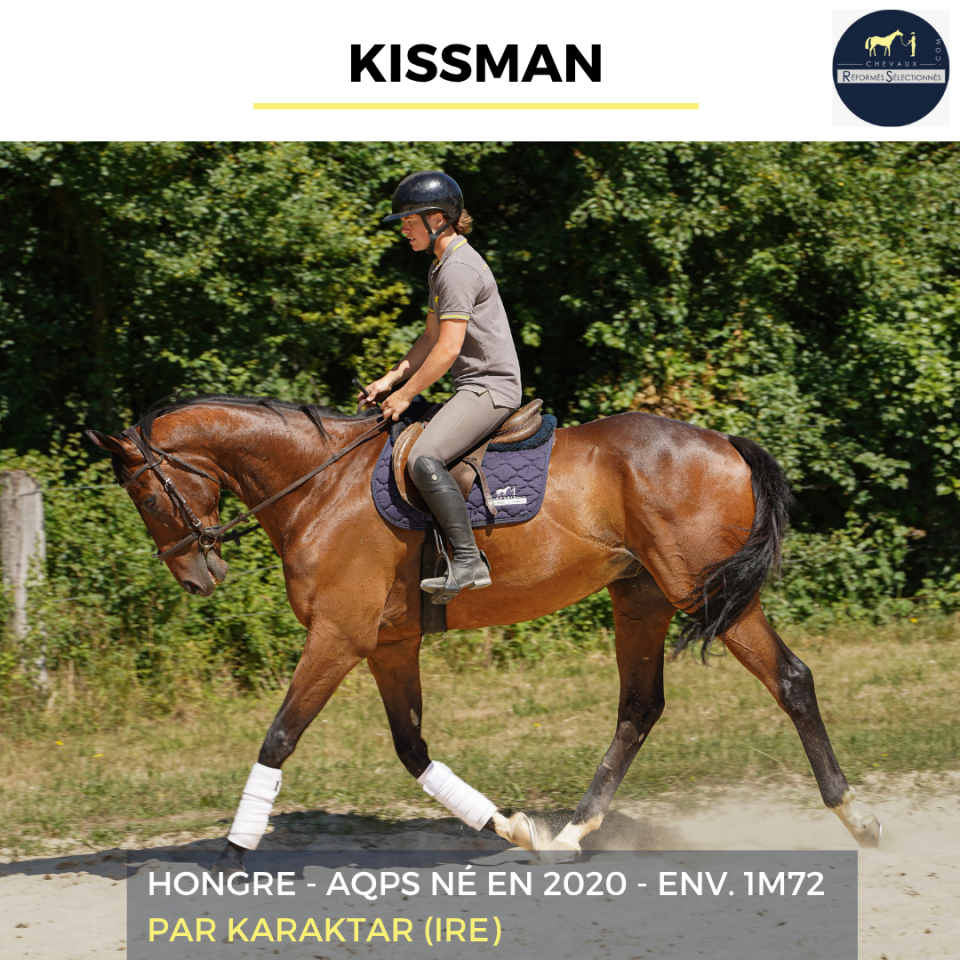 Gelding AQPS For sale 2020 Bay