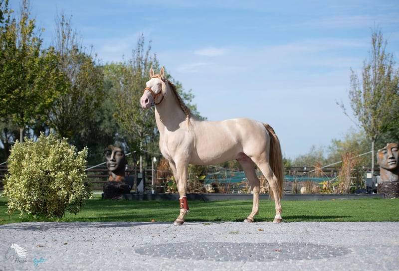 Gelding Lusitano For sale 2012 Cream