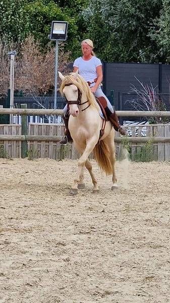 Gelding Lusitano For sale 2012 Cream