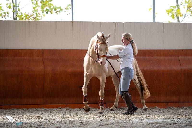 Gelding Lusitano For sale 2012 Cream