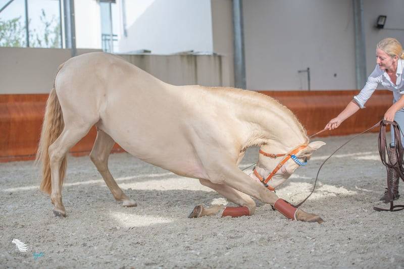Gelding Lusitano For sale 2012 Cream
