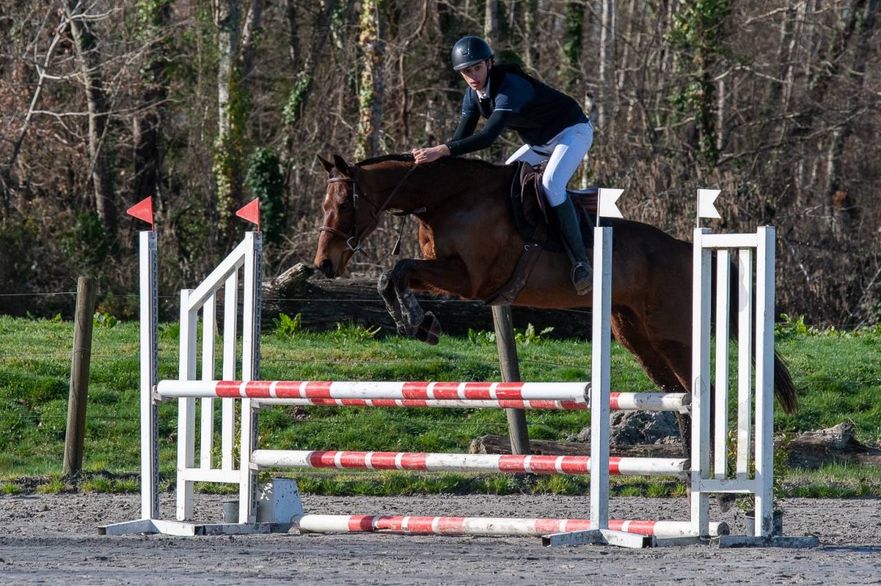 Mare English Thoroughbred For sale 2016 Bay