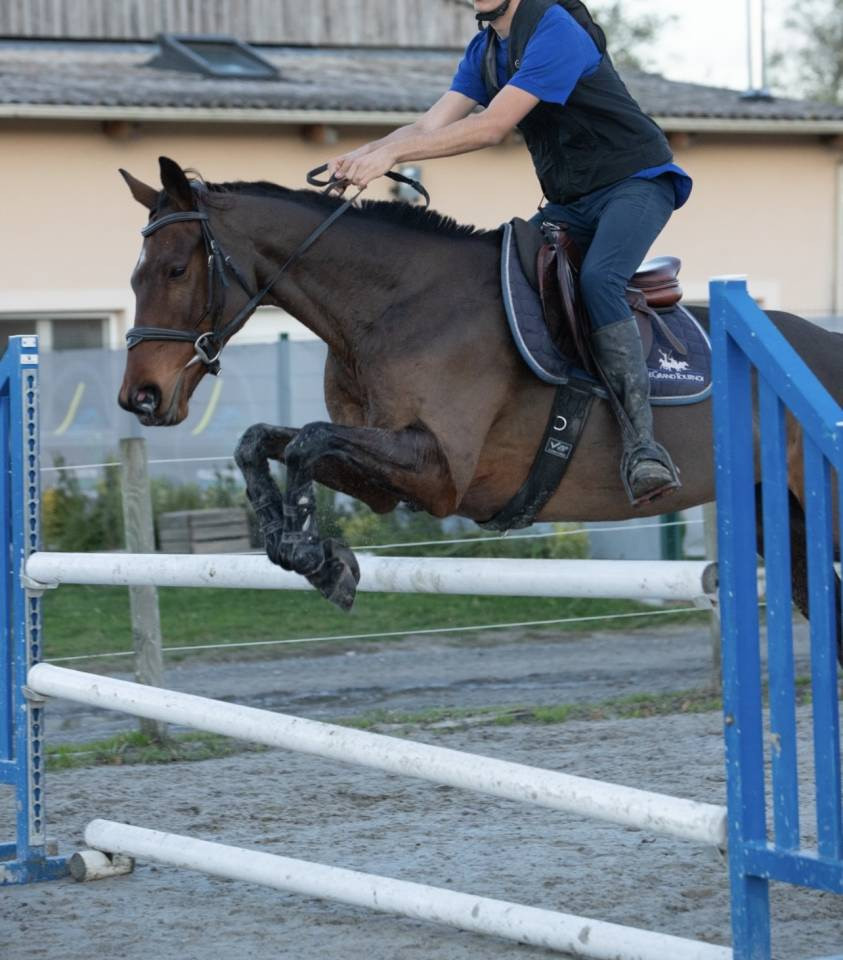 Mare English Thoroughbred For sale 2016 Bay