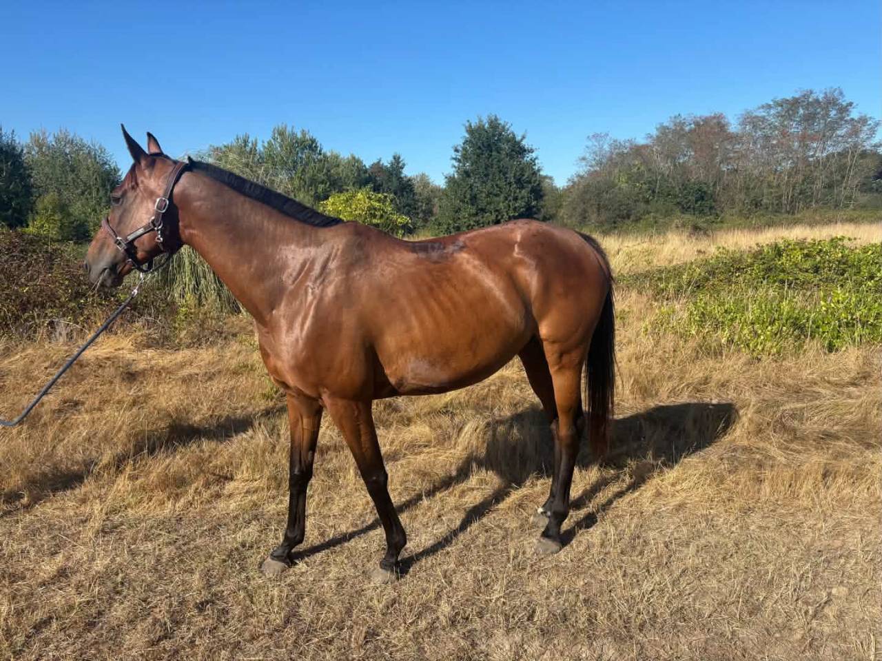 Mare English Thoroughbred For sale 2016 Bay