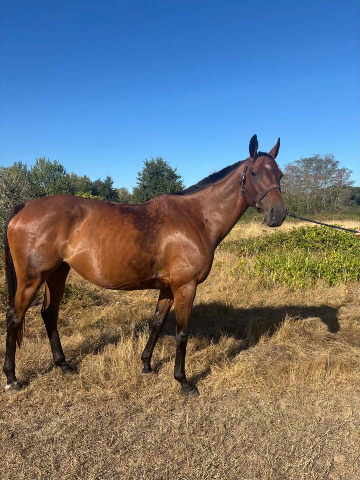 Mare English Thoroughbred For sale 2016 Bay
