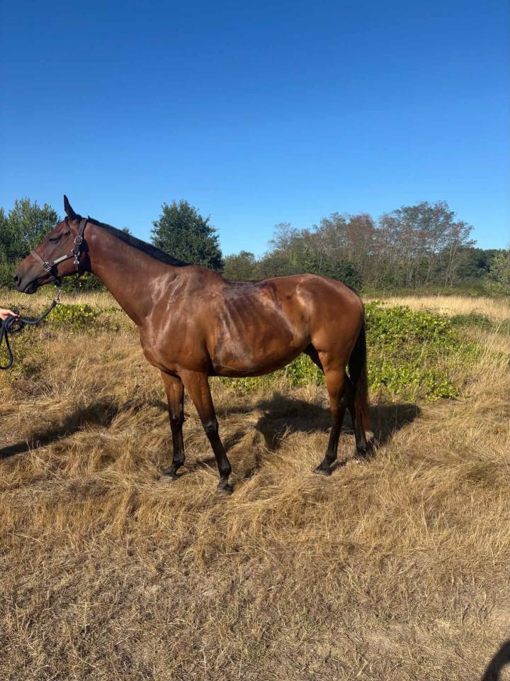 Mare English Thoroughbred For sale 2016 Bay