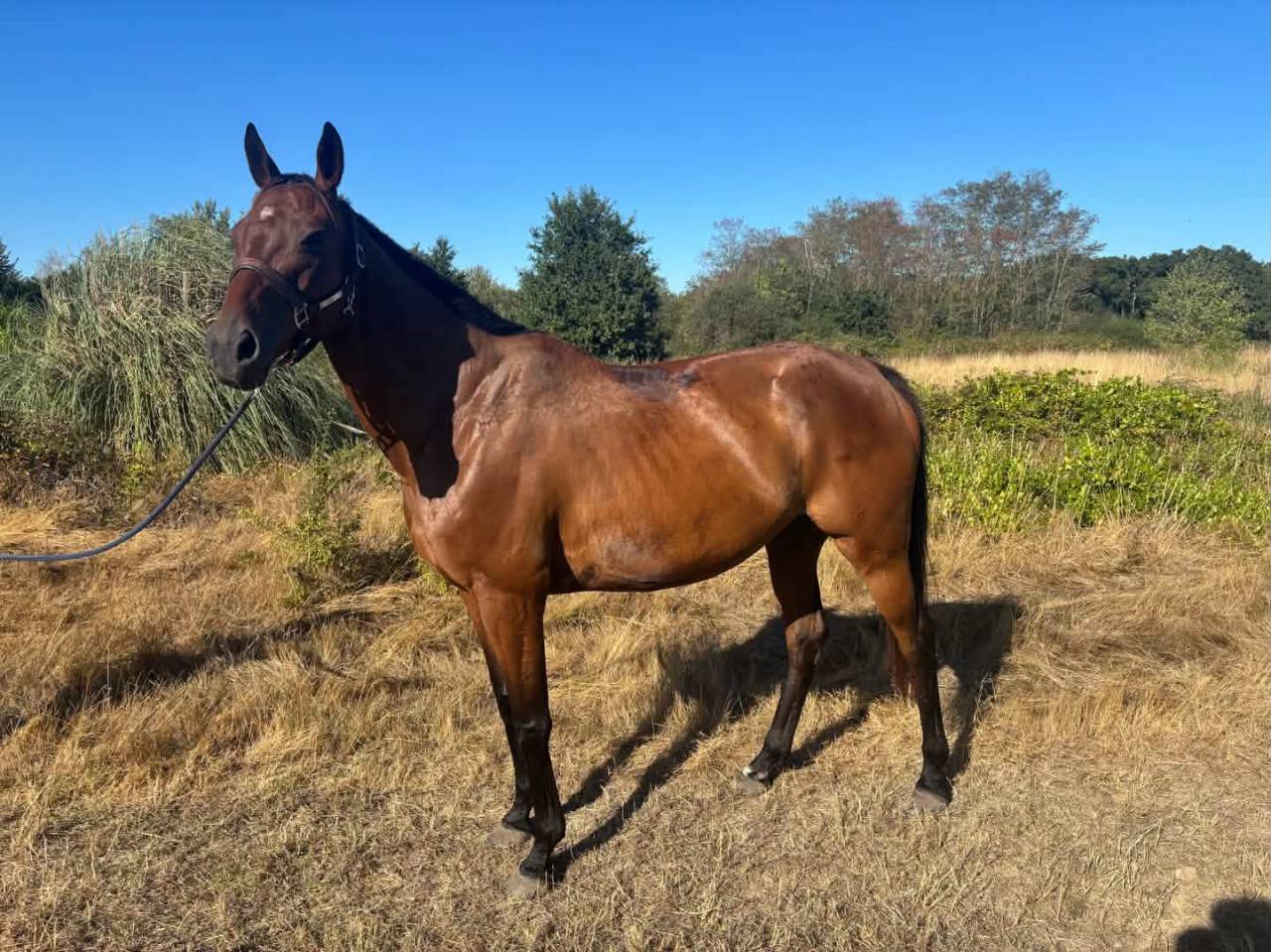 Mare English Thoroughbred For sale 2016 Bay