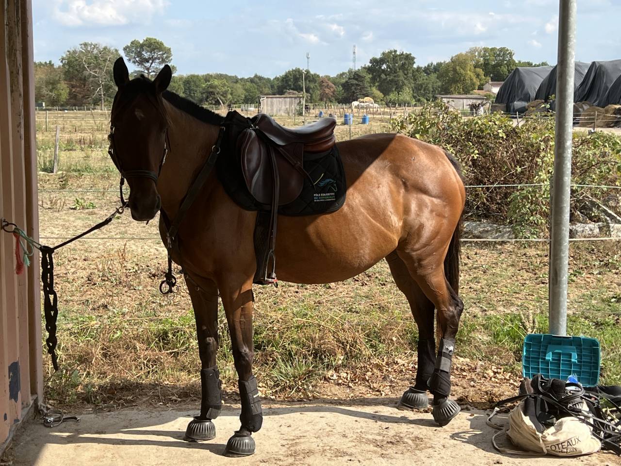 Mare English Thoroughbred For sale 2016 Bay