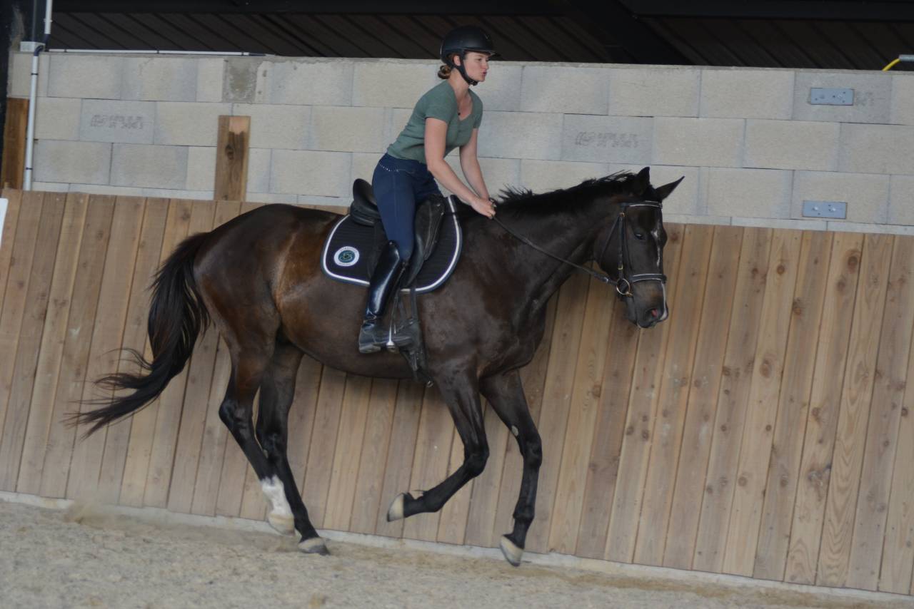 Gelding English Thoroughbred For sale 2021 Dark Bay