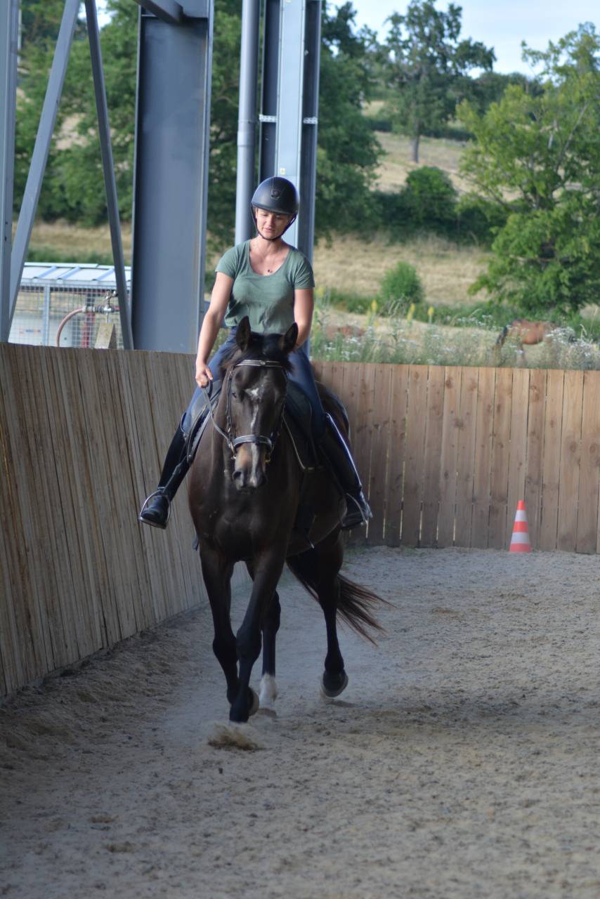 Gelding English Thoroughbred For sale 2021 Dark Bay