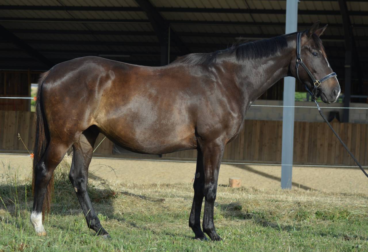 Gelding English Thoroughbred For sale 2021 Dark Bay