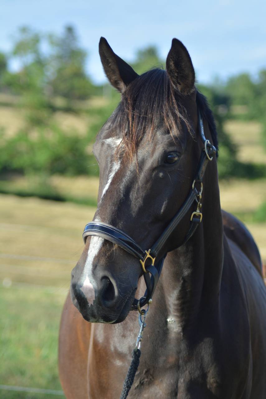 Gelding English Thoroughbred For sale 2021 Dark Bay