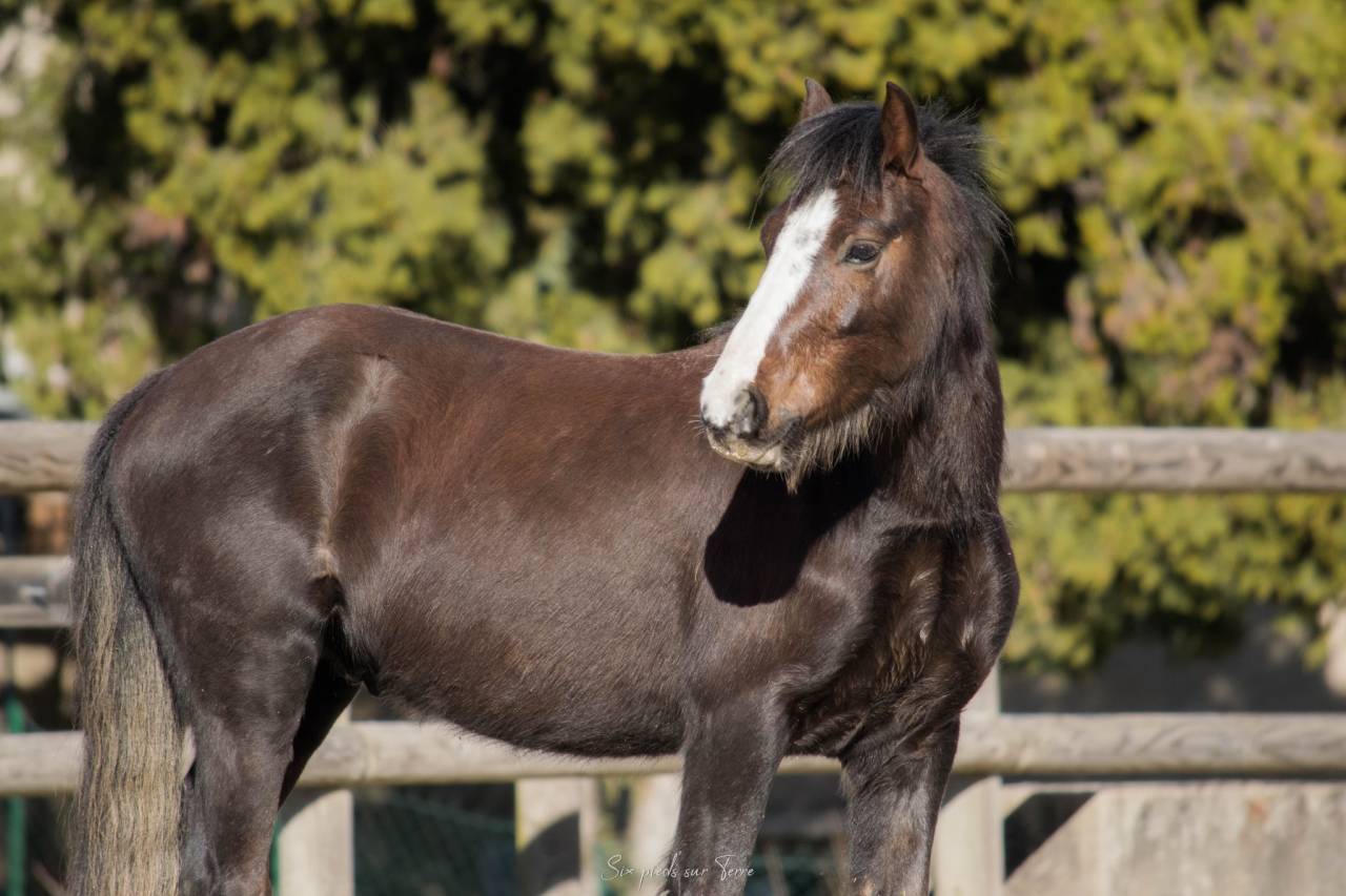 Entire Welsh Pony (Section B) For sale 2021 Bay