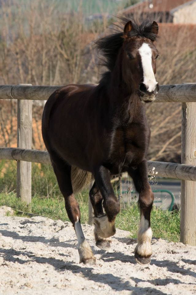 Entire Welsh Pony (Section B) For sale 2021 Bay