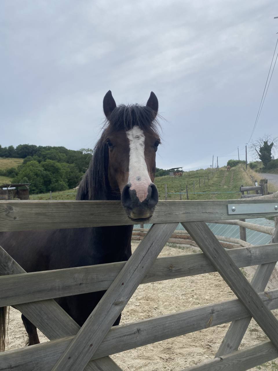 Entire Welsh Pony (Section B) For sale 2021 Bay