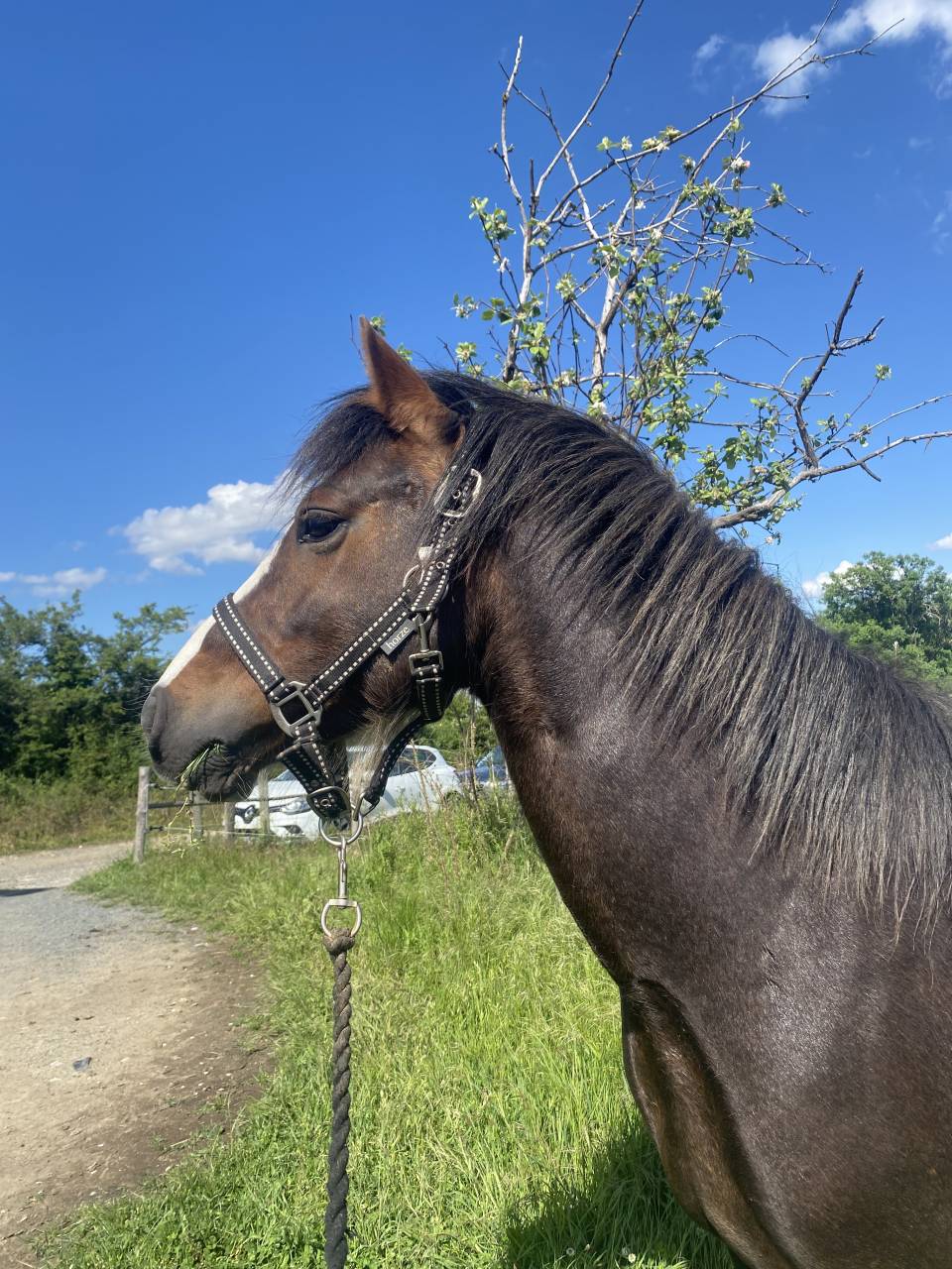 Entire Welsh Pony (Section B) For sale 2021 Bay