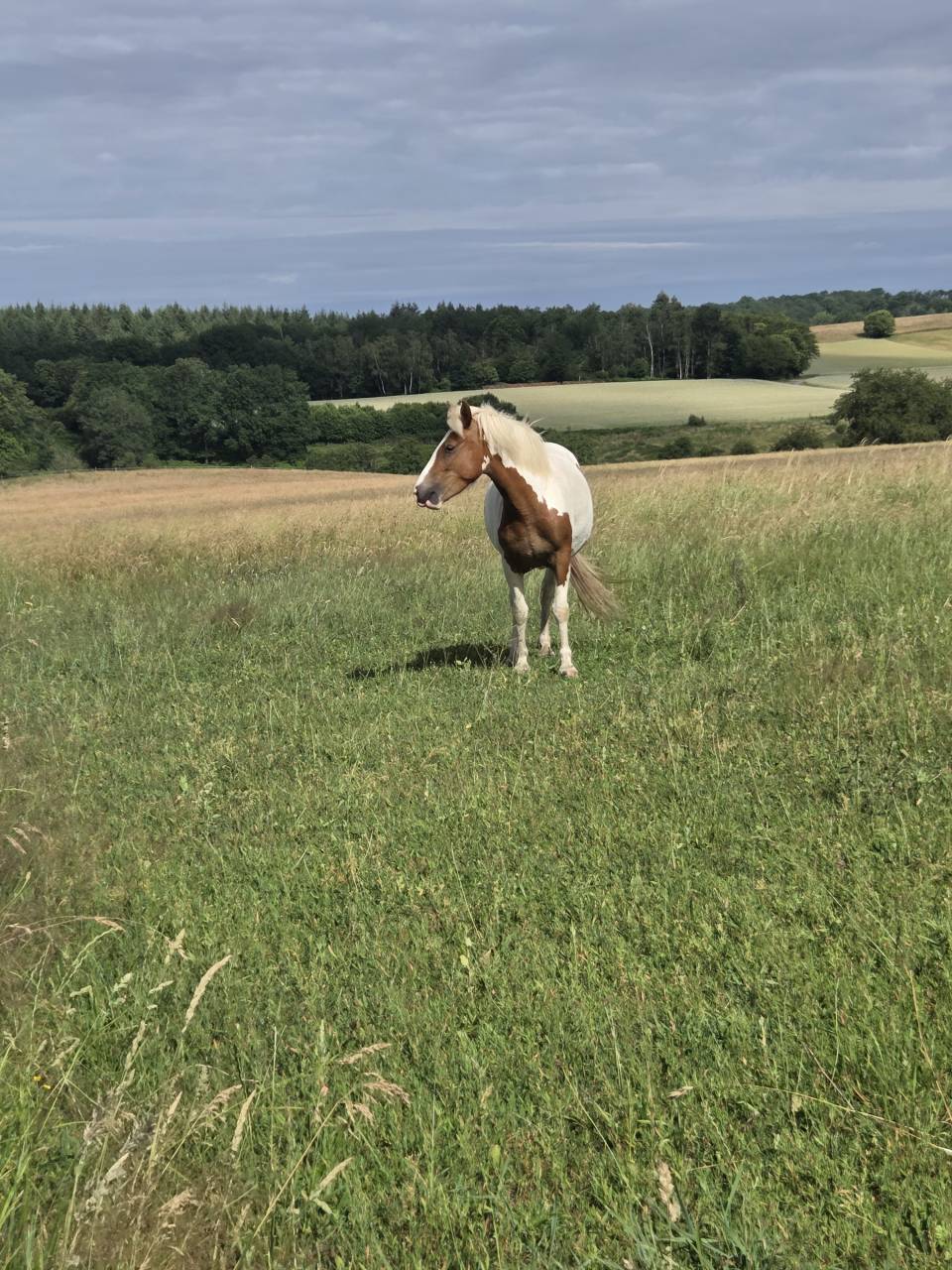 Mare Origin Recorded For sale 2023 Coloured