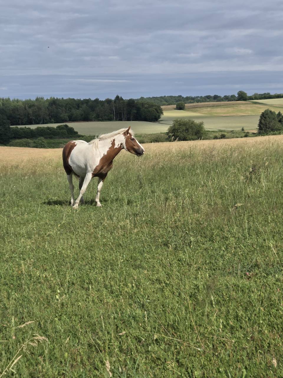 Mare Origin Recorded For sale 2023 Coloured