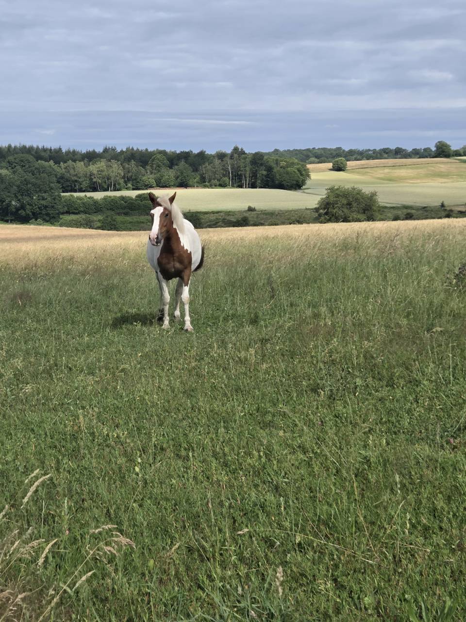 Mare Origin Recorded For sale 2023 Coloured