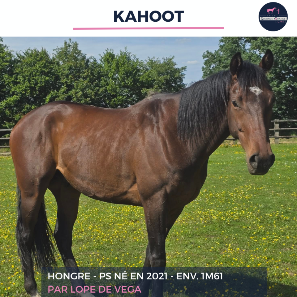 Gelding Thoroughbred For sale 2021 Bay