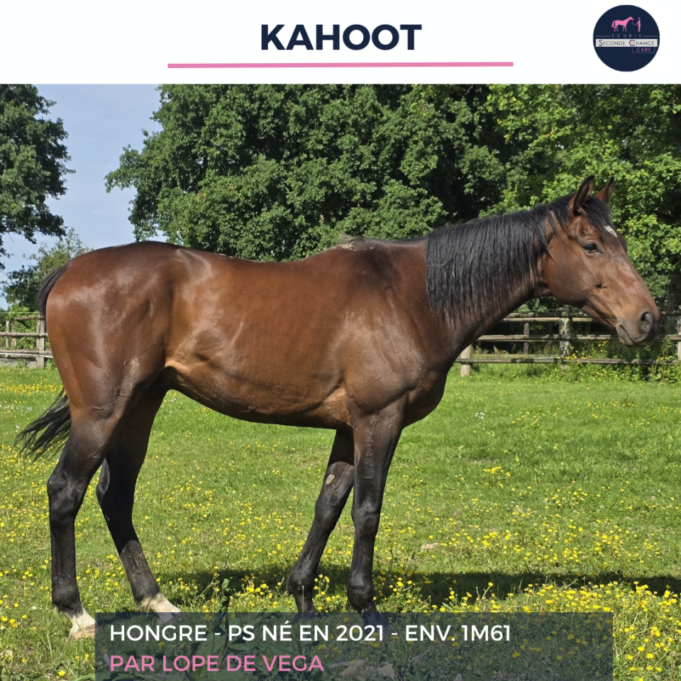 Gelding Thoroughbred For sale 2021 Bay