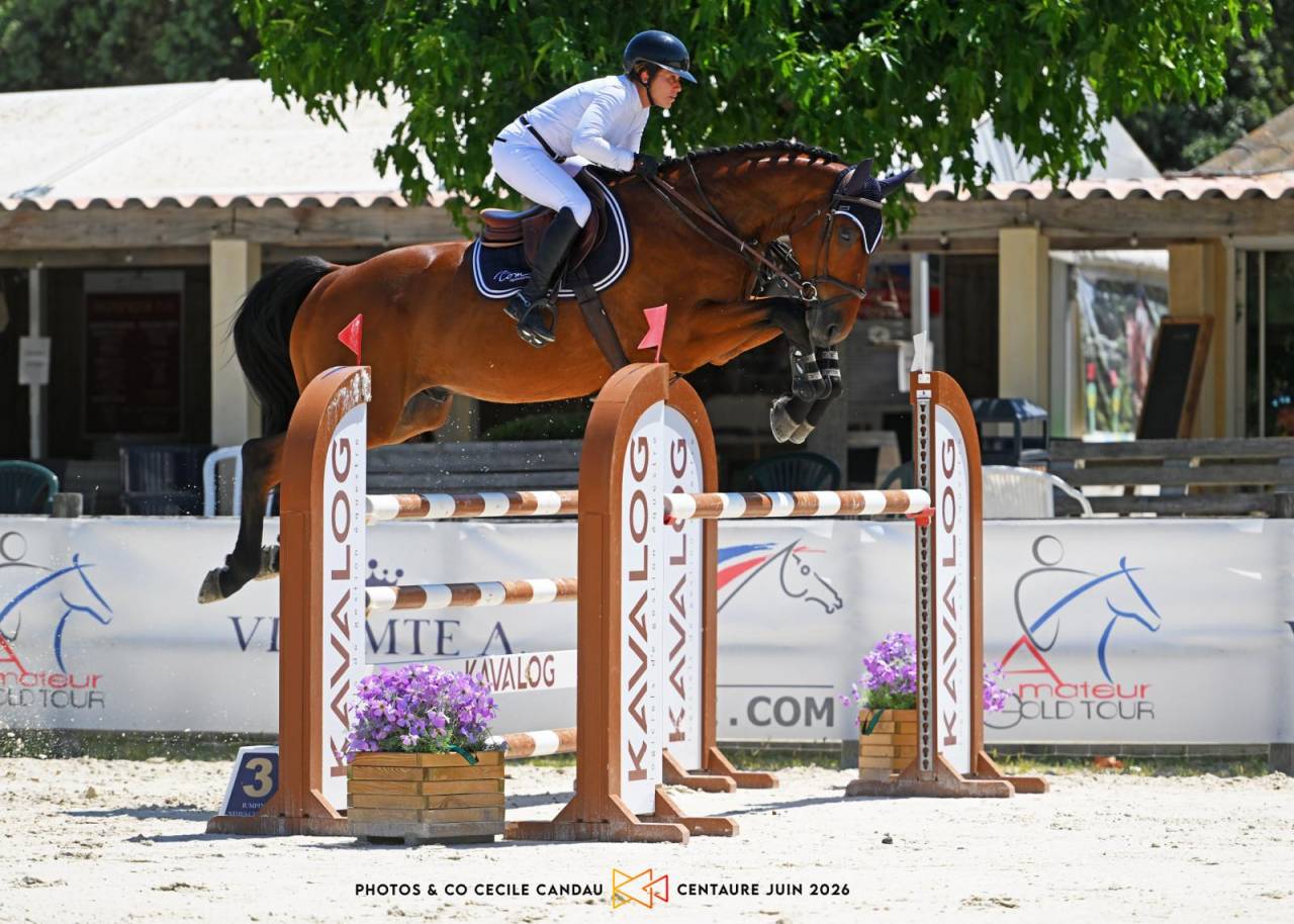 Gelding Selle Fran&ccedil;ais For sale 2020 Bay